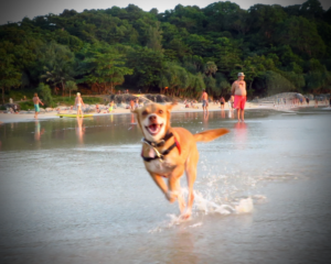 Espiritu wanderlust viajar con perro mascota Tailandia Nai Harn Beach Phuket